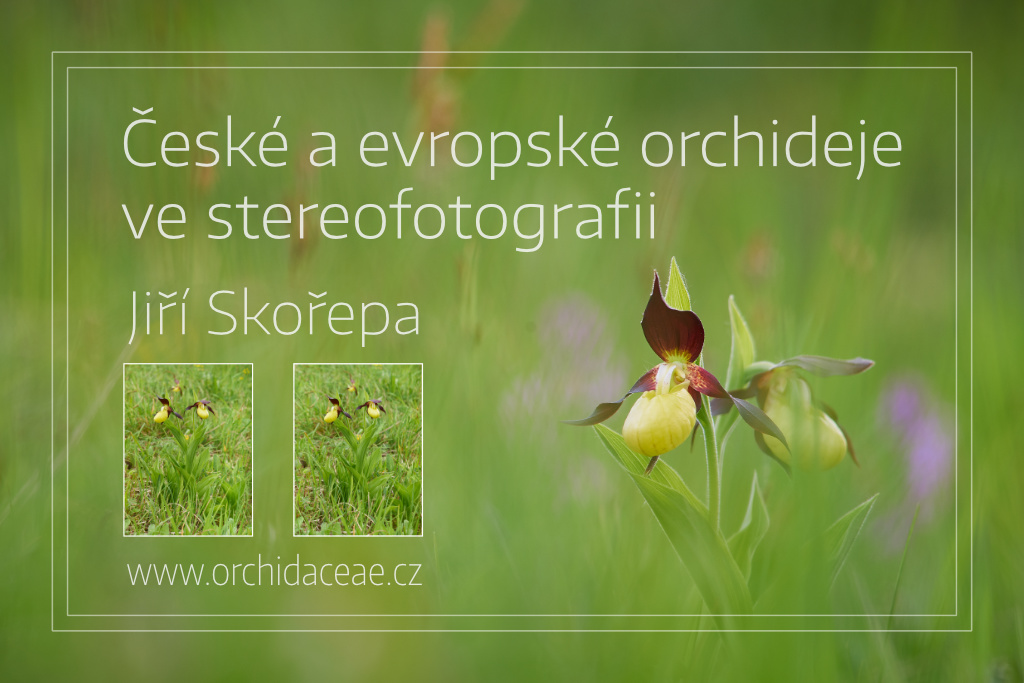 e-book České a evropské orchideje ve stereofotografii