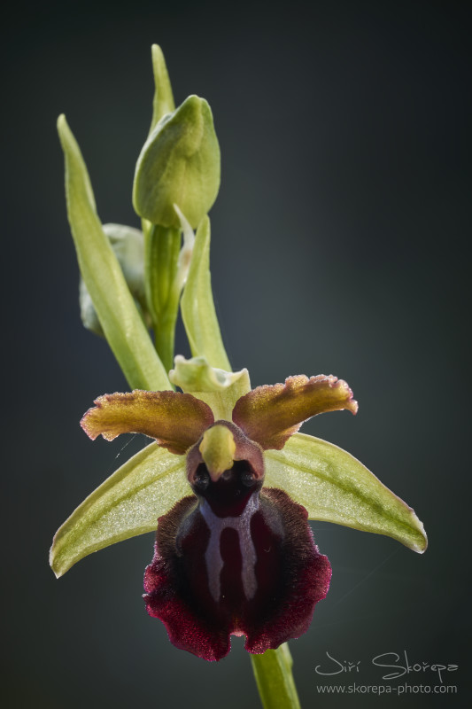 Ophrys sphegodes subsp. garganica - tořič velikonoční gargánský