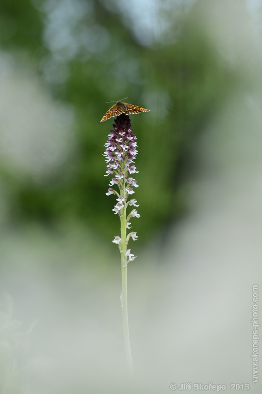 Orchis ustulata subsp. aestivalis, vstavač osmahlý letní - CHKO Bílé Karpaty