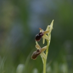 Ophrys promontorii - tořič podhorský