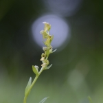 Coeloglossum viride - vemeníček zelený