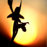 Ophrys apifera, tořič včelonosný - CHKO...