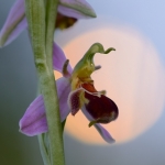 Ophrys apifera, tořič včelonosný - PR...