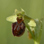 Ophrys sphegodes - tořič pavoukonosný